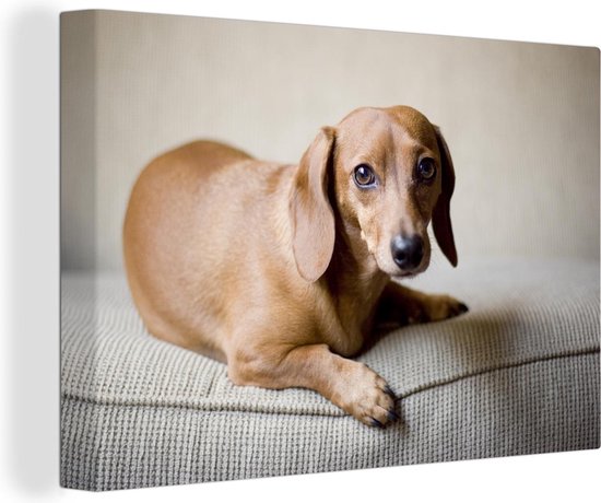 Un teckel brun regarde dans l'appareil photo Toile 180x120 cm - Tirage photo sur Toile (Décoration murale salon / chambre) / Animaux domestiques Peintures sur toile XXL / Groot format!