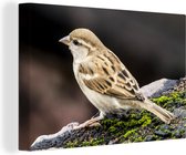 Resting Rock Sparrow Canvas 90x60 cm - Tirage photo sur toile (Décoration murale salon / chambre)
