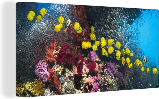 Canvas Schilderij Kleurrijk koraalrif met vissen - 80x40 cm - Wanddecoratie