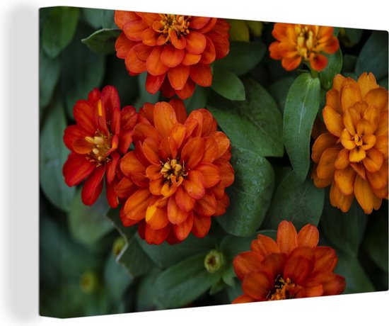 Canvas Schilderij Oranje zinnia bloemen - 60x40 cm - Wanddecoratie