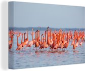 Canvas Schilderij Grote groep flamingo's in het water - 60x40 cm - Wanddecoratie