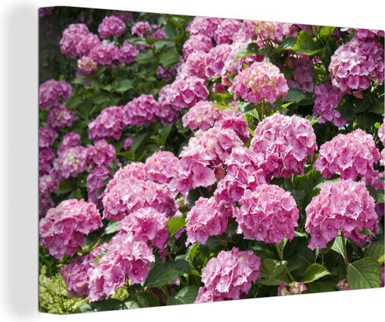 Canvas schilderij 140x90 cm - Wanddecoratie roze hortensia's in de zomer - Muurdecoratie woonkamer - Slaapkamer decoratie - Kamer accessoires - Schilderijen