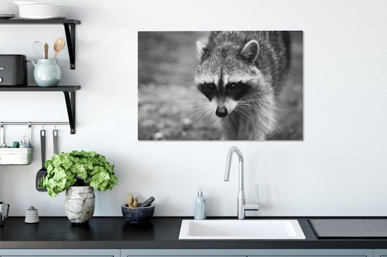 Raton laveur à la chasse sur toile 2cm 90x60 cm - Tirage photo sur toile (Décoration murale salon / chambre) / Peintures sur toile animaux sauvages