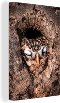 Peintures sur toile - Hibou endormi en gros plan dans un arbre creux - 20x30 cm - Décoration murale