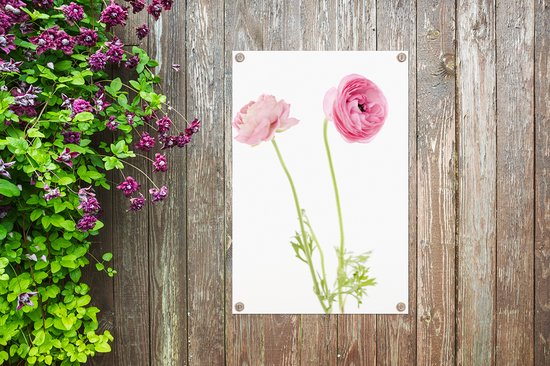 Tuinposter 60x90 cm - Tuindecoratie Roze boterbloemen met een witte achtergrond - Poster voor in de tuin - Buiten decoratie - Schutting tuinschilderij - Tuindoek muurdecoratie - Wanddecoratie balkondoek
