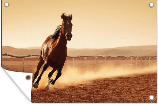 Un cheval arabe semble sprinter sur une affiche de jardin de prairie 120x80 cm - Toile de jardin / Toile d'extérieur / Peintures d'extérieur (décoration de jardin)