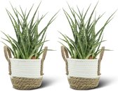 We Love Plants - Sansevieria Fernwood Punk + Mand Anna - 2 stuks - 30 cm hoog - Vrouwentong