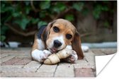 Beagle kauwt op een bot Poster 120x80 cm - Foto print op Poster (wanddecoratie woonkamer / slaapkamer) / Huisdieren Poster
