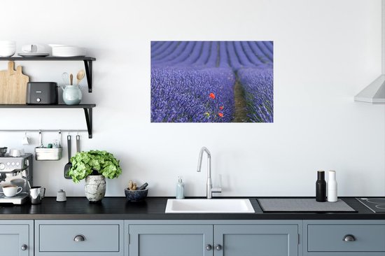 Gros plan d'un coquelicot dans un champ de lavande 60x40 cm / Poster Fleurs
