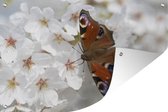 Tuinposter - Tuindoek - Tuinposters buiten - Dagpauwoog vlinder op kersenbloesem - 120x80 cm - Tuin