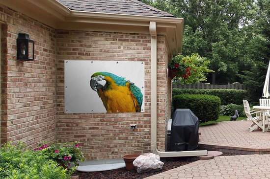 Affiche de jardin perroquet devant un fond blanc toile en vrac 120x80 cm - Toile de jardin / Toile d'extérieur / Peintures d'extérieur (décoration de jardin)