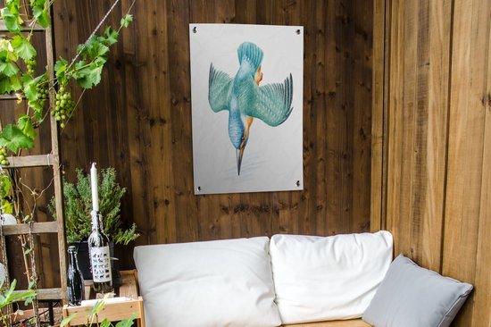 Martinet bleu plongeant vers le bas, avec des accents orange, sur un mur en bois.
