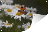 Tuinposter - Tuindoek - Tuinposters buiten - Dagpauwoog vlinder met madeliefjes - 120x80 cm - Tuin