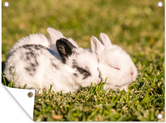 Trois bébés lapins dans un champ 160x120 cm XXL / Groot format!