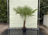 Tropictrees - Palmboom - Trachycarpus Fortunei - Plant - Winterhard - Pot ⌀ 50cm - Hoogte ca. 180cm