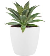 Mangave Lavender Lady - Kamerplant - Tuinplant - Met Elho® Bloempot Wit - 15cm