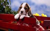 Mona Lisa diamond painting compleet pakket 30x20cm: Beagle