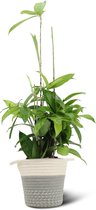We Love Plants - Dracaena Surculosa + Mand Samantha - 60 cm hoog - Drakenbloedboom