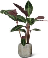 We Love Plants - Calathea Warscewiczii + Pot Inge - 70 cm hoog - Luchtzuiverende plant