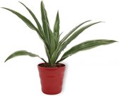 Kamerplant Dracaena Warnecki - ± 20cm hoog – 12cm diameter - in rode pot