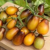 Tomaten zaden - Cherrytomaat Indigo Pear Drops