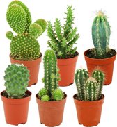 ZynesFlora - Mini Cactussen Mix - 6 Stuks - Ø 5,5 cm - Hoogte: 5-10 cm - Cactus - Kamerplant - Cactus Cadeau
