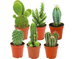 ZynesFlora Mini Cactus Set - 6 Stuks in 5.5 cm Kwekerspot - Kleine Kaktus Collectie Kamerplant - Hoogte: 5-10 cm