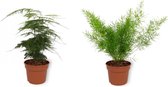 Set van 2 Kamerplanten - Asparagus Plumosus & Asparagus Sprengeri- ±  30cm hoog - 12cm diameter