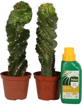 (2 stuks) Spriaalcactus - Cactus - Kamerplant - 25cm - Met Verzorgingskit