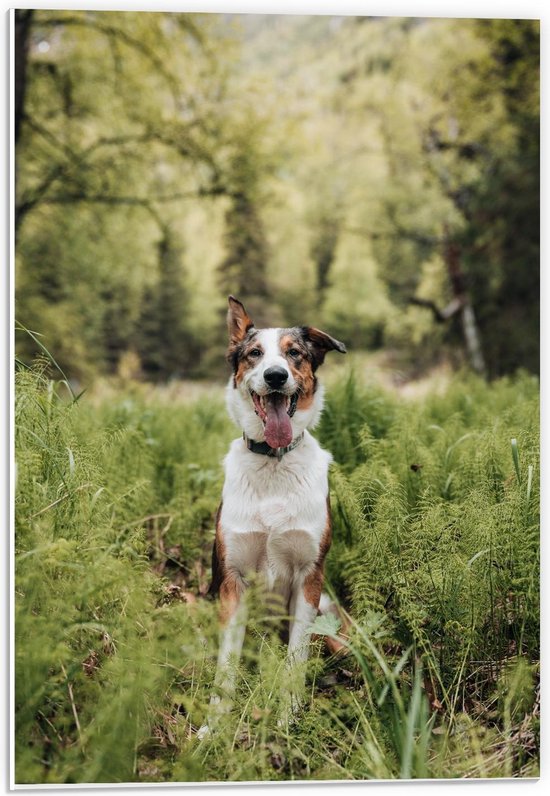 Forex - Blije Hond in de Bossen - 40x60cm Foto op Forex