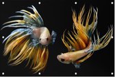 2 geel zwarte vissen - Foto op Tuinposter - 150 x 100 cm