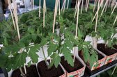 Snoeptomaat (snack) - 6 tomatenplanten