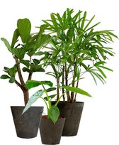 Kamerplanten van Botanicly – 3 × Alocasia, Vioolplant, Bamboepalm in grijs plastic pot als set – Hoogte: 95 cm