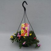 Bloem van Botanicly – Portulaca grandiflora in hangpot als set – Hoogte: 20 cm
