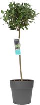 Kamerplant van Botanicly – Laurier – Hoogte: 120 cm – Laurus Nobilis