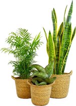 Bomen van Botanicly – 3 × Vrouwentongen in zeegras pot als set – Hoogte: 47 cm – Sansevieria grandis