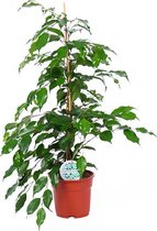 Kamerplant van Botanicly – Treurvijg – Hoogte: 65 cm – Ficus benjamina Exotica