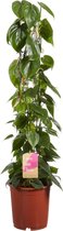 Kamerplant van Botanicly – Philodendron scandens – Hoogte: 100 cm