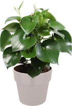 Kamerplant van Botanicly – Dwergpeper in grijs pot als set – Hoogte: 65 cm – Peperomia polybotrya Raindrop