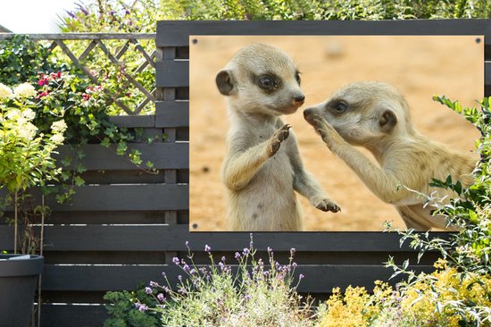 Affiche de jardin de deux suricates en vrac