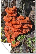 Affiche de jardin champignons de soufre rouge 60x90 cm - Toile de jardin / Toile d'extérieur / Peintures d'extérieur (décoration de jardin)