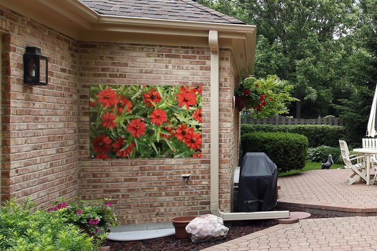 Affiche de jardin Fleurs de zinnia rouge pendant un après-midi ensoleillé 120x80 cm - Toile de jardin / Toile d'extérieur / Peintures pour l'extérieur (décoration de jardin)