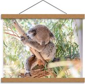 Schoolplaat – Slapende Koala in Boom - 40x30cm Foto op Textielposter (Wanddecoratie op Schoolplaat)