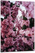 Tuinposter – Roze Bloemen Takken - 80x120cm Foto op Tuinposter  (wanddecoratie voor buiten en binnen)