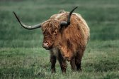 Glasschilderij - Schotse Hooglander in het Wild - Natuur - Dieren