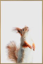JUNIQE - Poster met kunststof lijst Red Squirrel II -13x18 /Grijs &