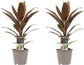 Duo 2x Cordyline Rumba ↨ 40cm - 2 stuks - hoge kwaliteit planten