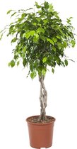 Ficus exotica gevlochten ↨ 100cm - planten - binnenplanten - buitenplanten - tuinplanten - potplanten - hangplanten - plantenbak - bomen - plantenspuit