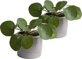 Duo Pannenkoekplant in keramiek (grijs) ↨ 12cm - 2 stuks - hoge kwaliteit planten