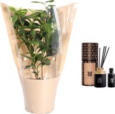 Combi: TeabyMe © theeplant en WOO diffuser (50 ml) ↨ 40cm - planten - binnenplanten - buitenplanten - tuinplanten - potplanten - hangplanten - plantenbak - bomen - plantenspuit
